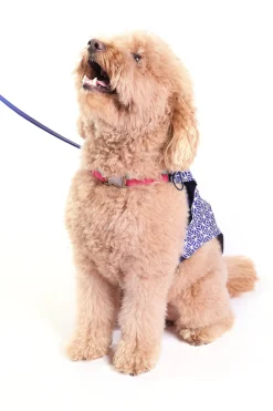 Trina Turk X K9 Dog Raincoat - Durell Indigo Sale