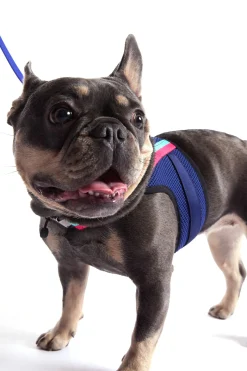 Trina Turk X K9 Harness Indigo Best