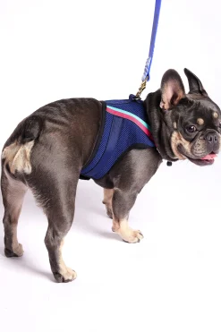 Trina Turk X K9 Harness Indigo Best